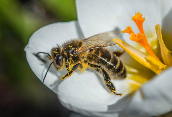 Картинка животные пчелы +осы +шмели пчела макро