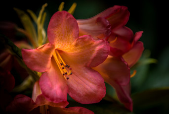 Картинка цветы рододендроны+ азалии рододендрон