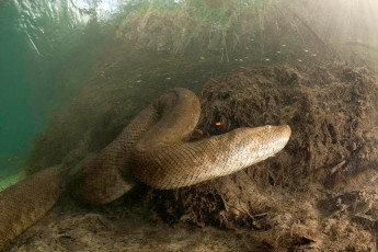 Картинка анаконда животные змеи +питоны +кобры змея хищник охота перу подводная вода