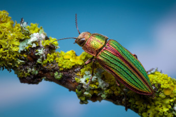 Картинка животные насекомые златка жук ветка макро
