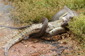 Картинка схватка+ питон+и+крокодил животные змеи +питоны +кобры схватка питон крокодил борьба охота