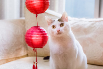 Картинка животные коты кошка взгляд фонарики