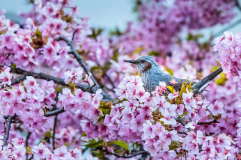 Картинка животные птицы бюльбюль птица сакура вишня ветки цветение цветки