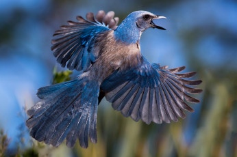 обоя животные, сойки, голубая, кустарниковая, сойка, птица, крылья, хвост, перья