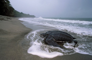 Картинка животные Черепахи кожистая черепаха морская берег море океан
