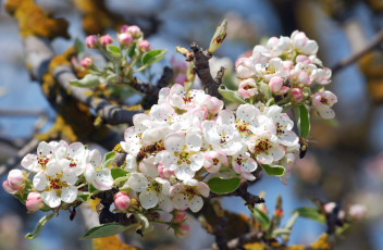 Картинка цветы цветущие+деревья+ +кустарники яблоня весна дерево пчела