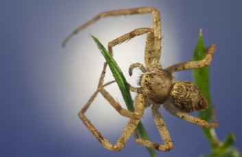 Картинка животные пауки паук