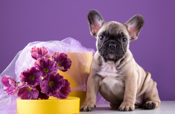 Картинка животные собаки французский бульдог цветы щенок пёсик