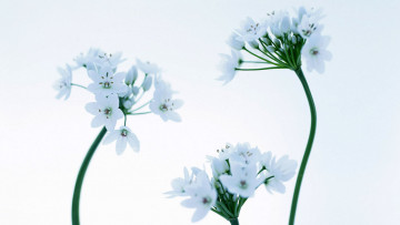 обоя цветы, аллиум , декоративный лук, орнитогалум, соцветия, белые