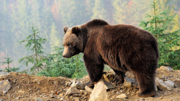Картинка животные медведи медведь хищник бурый природа