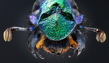 Картинка животные насекомые жук