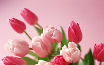 Картинка цветы тюльпаны букет розовые нежность