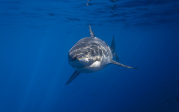 Картинка животные акулы акула море
