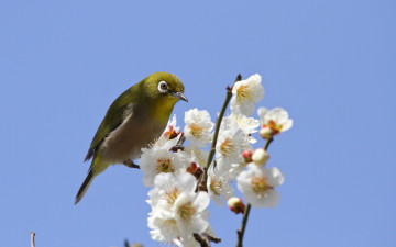 Картинка животные белоглазки цветение весна ветка белоглазка птица