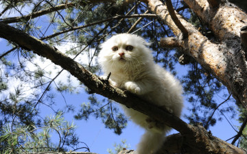 Картинка животные коты кошка белая дерево