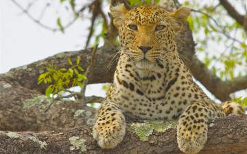 Картинка животные леопарды леопард дикая кошка взгляд