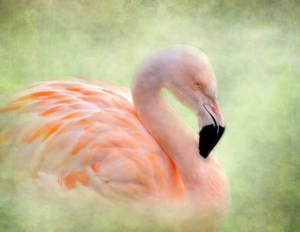 Обои картинки фото животные, фламинго, текстура, птица