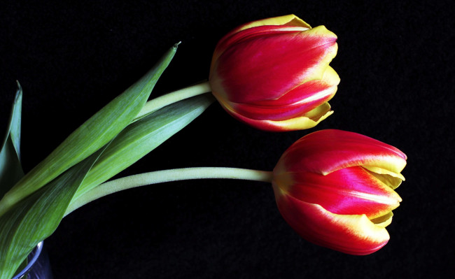 Обои картинки фото цветы, тюльпаны, бутоны, макро