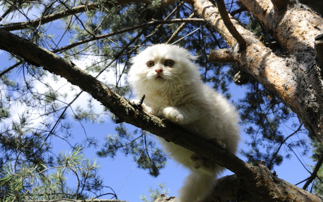 Обои картинки фото животные, коты, кошка, белая, дерево