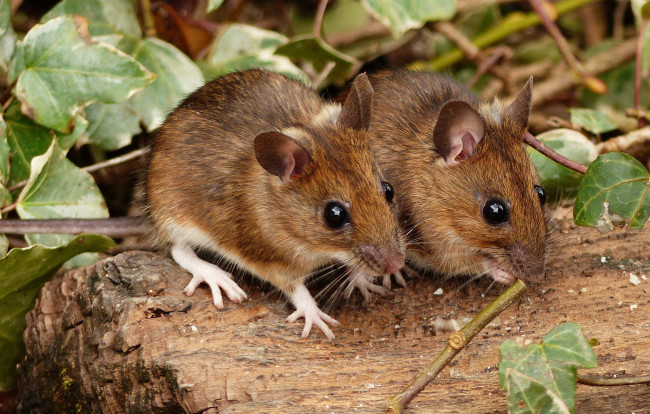 Обои картинки фото животные, крысы,  мыши, мышки