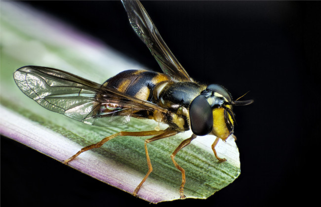 Обои картинки фото животные, пчелы,  осы,  шмели, муха