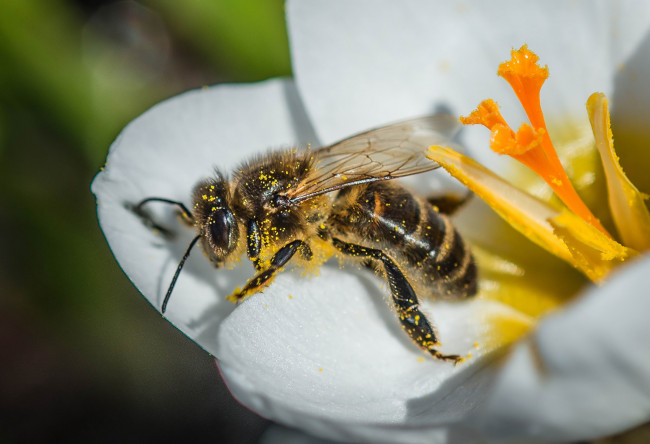Обои картинки фото животные, пчелы,  осы,  шмели, пчела, макро