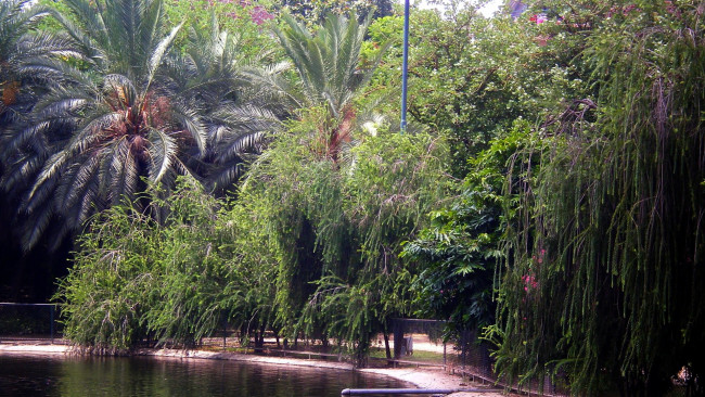 Обои картинки фото природа, парк, водоем, пальмы