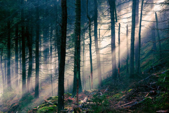 Картинка природа лес лучи валежник склон