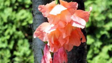 Картинка цветы гладиолусы розовый гладиолус