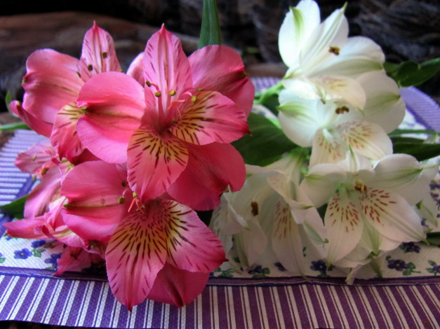 Обои картинки фото цветы, альстромерия, белая, розовая
