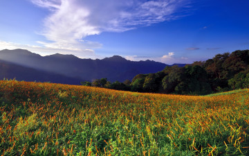 Картинка природа луга горы луг трава цветы