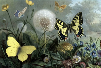 Картинка рисованное животные +бабочки бабочки цветы