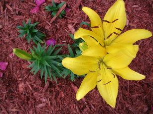 Картинка цветы лилии лилейники желтые