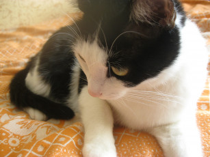 Картинка животные коты кот черно-белый