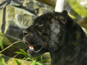 Картинка животные пантеры ягуар морда взгляд профиль пантера