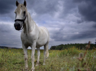 Картинка животные лошади трава небо
