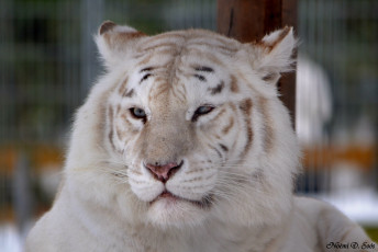 Картинка животные тигры тигр белый морда отдых