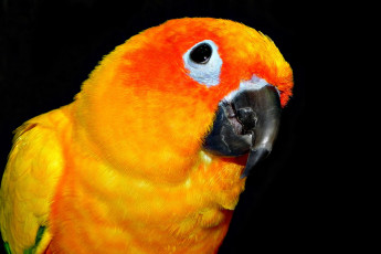 Картинка животные попугаи неразлучник