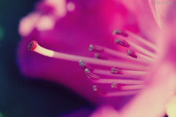 Картинка цветы рододендроны азалии пестик макро тычинки
