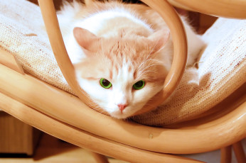 Картинка животные коты кошка мордочка стул взгляд
