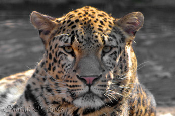 Картинка животные леопарды леопард морда усы взгляд