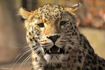 Картинка животные леопарды морда леопард взгляд