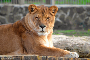 Картинка животные львы смотрит лежит лев