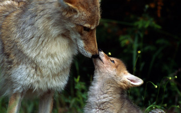 обоя животные, лисы