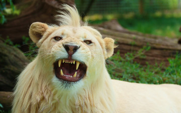 Картинка животные львы угроза лев оскал белый лежит морда