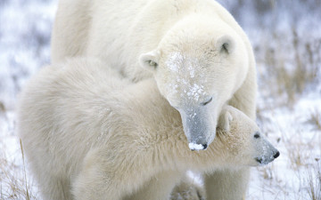 Картинка животные медведи зима медведь