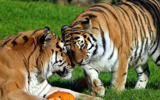 Обои картинки фото животные, тигры, амурский, ласка, пара, тигр