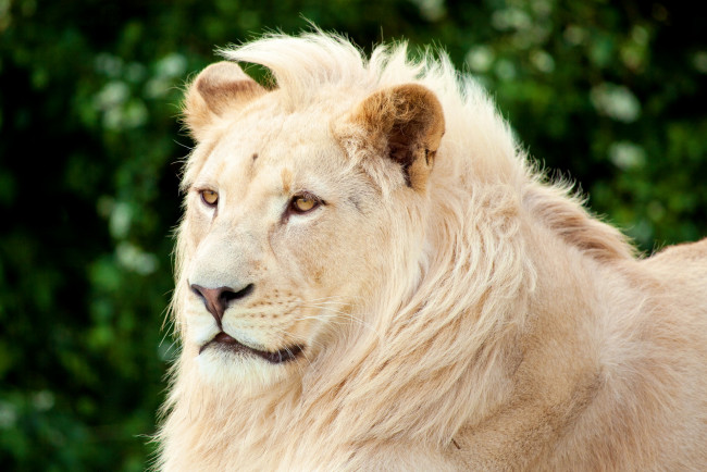 Обои картинки фото животные, львы, чёлка, морда, белый, лев, грива