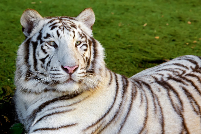 Обои картинки фото животные, тигры, косой, отдых, белый, тигр