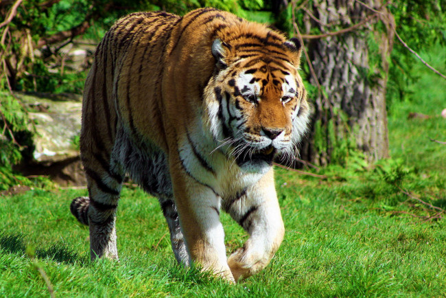 Обои картинки фото животные, тигры, полосатая, морда, трава, прогулка, амурский, тигр